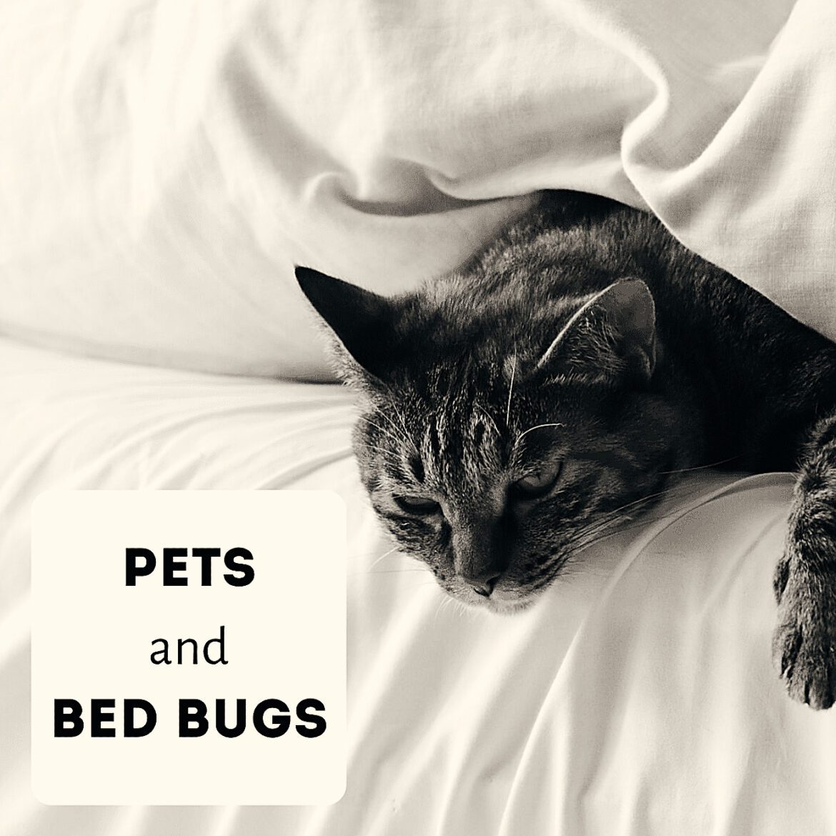 Do bed bugs lay eggs on cats?