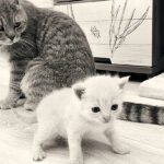 Do father cats care about their kittens?