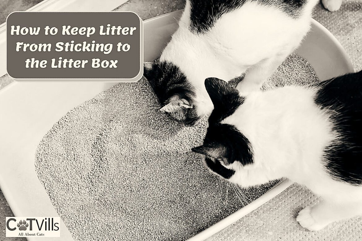 how-do-i-stop-my-poop-from-sticking-to-the-litter-box