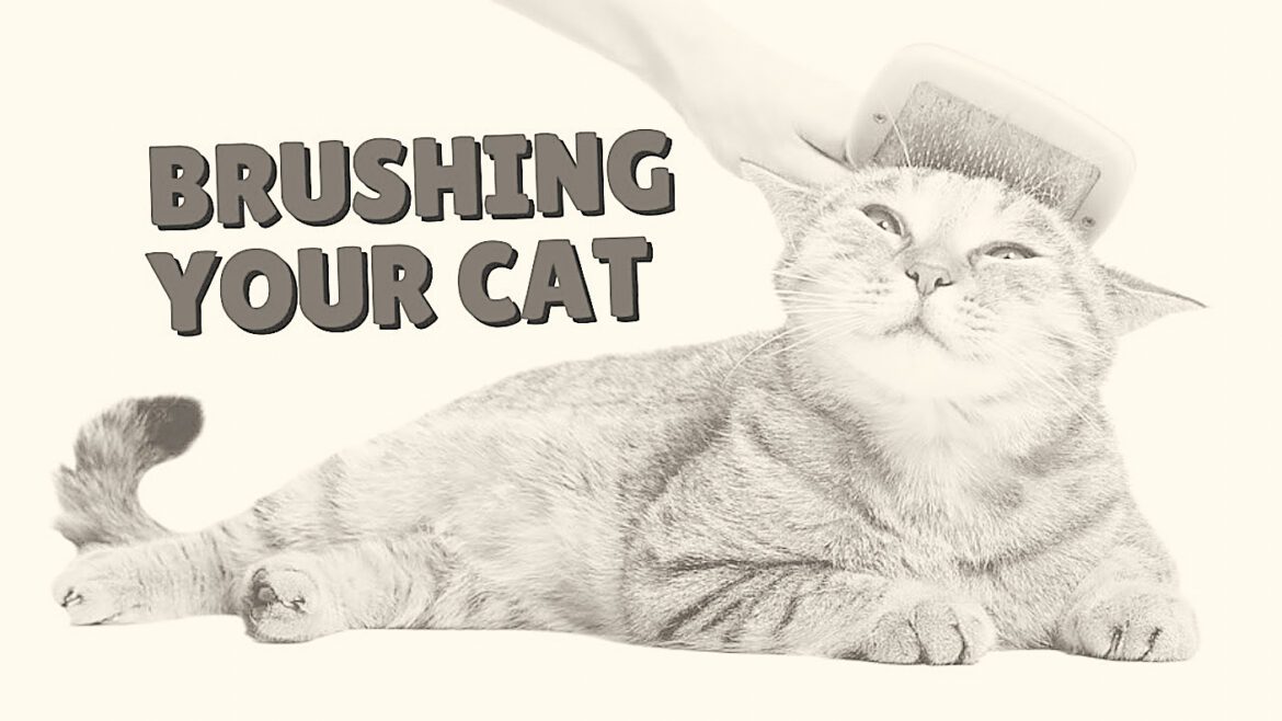 How often should you brush a fluffy cat?