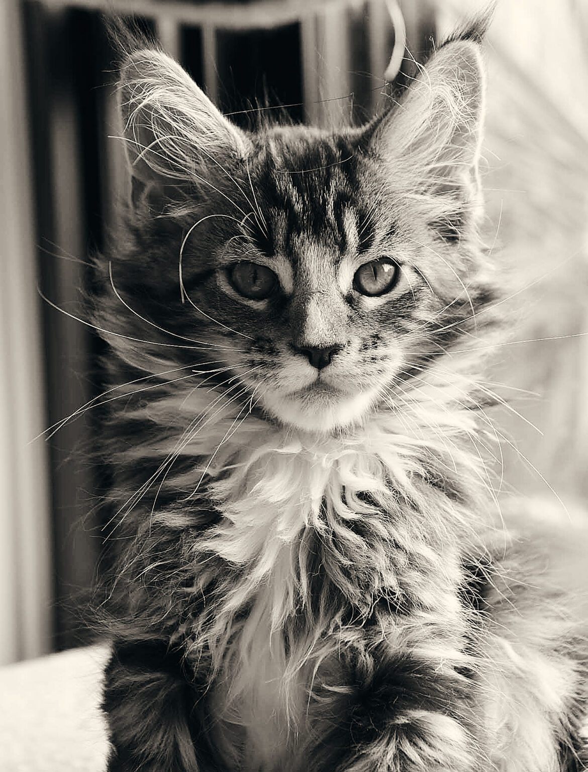 Is it legal to own a maine coon cat in australia?