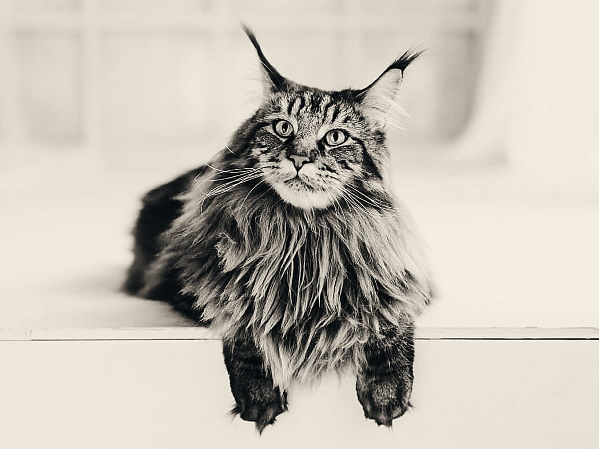 What Is The Average Lifespan Of A Maine Coon 1170x878 