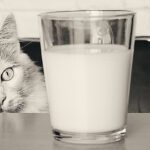 What milk can cats not drink?